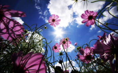 Flowers.jpg