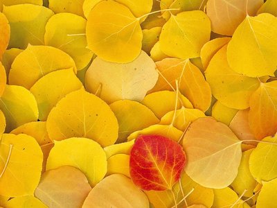 desktopphoto (31).jpg