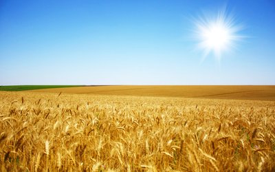 Wheat_001010.jpg