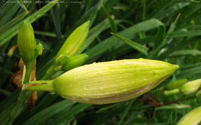2011-01-28-100949_1280x800_scrot.png