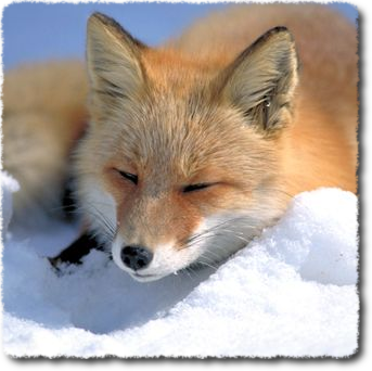 firefox2.png