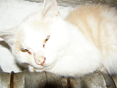 我的可爱猫咪，其中一只。