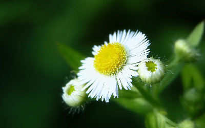 Wallpaper001.jpg