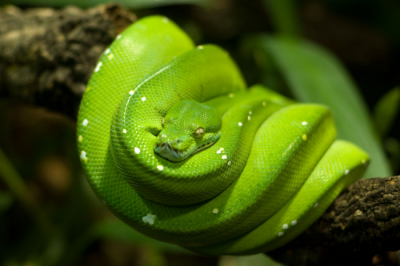 Python