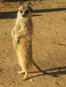 220px-Suricata.jpg