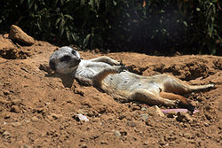 250px-Meerkat_in_SF_zoo_f.jpg