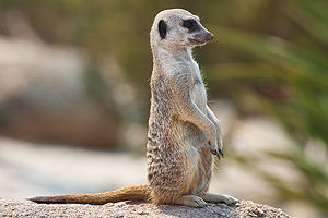 300px-Meerkat_feb_09.jpg